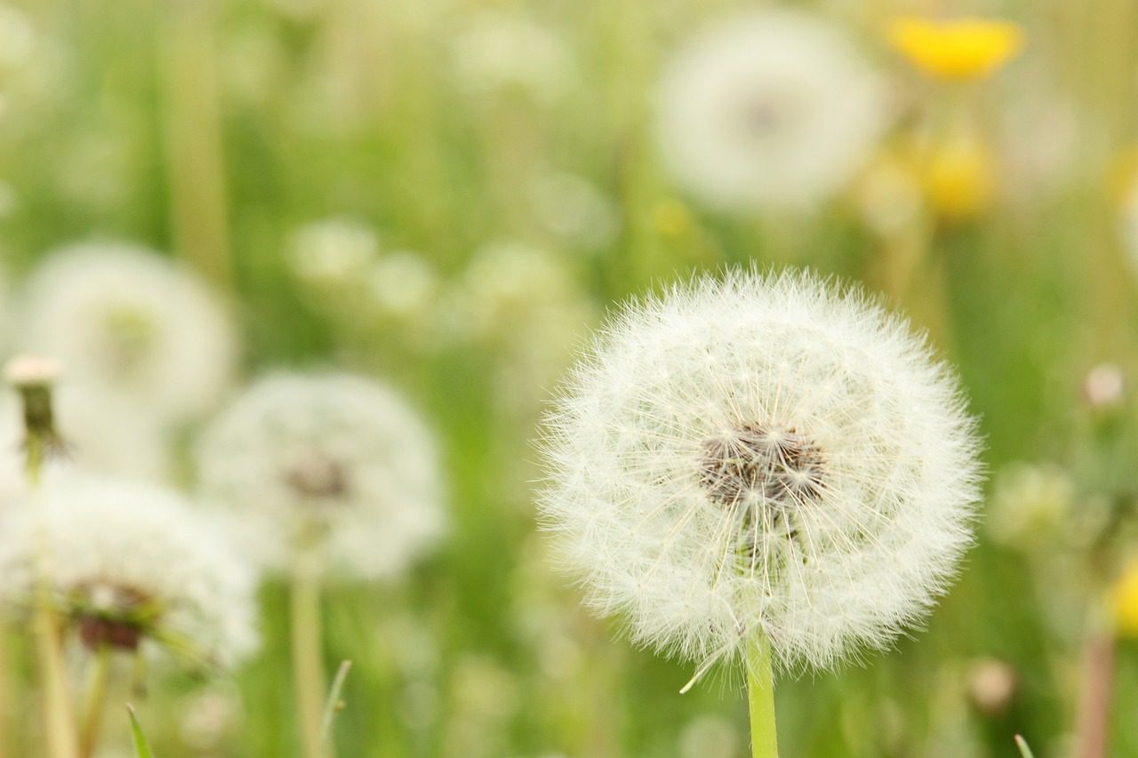 dandelion-4202056_1280