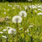 dandelion-5177447_1280 dandelion-5177447_1280