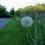 dandelion-977049_640 dandelion-977049_640
