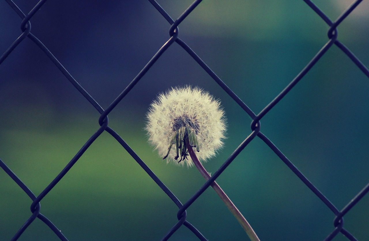 dandelion-5101628_1280