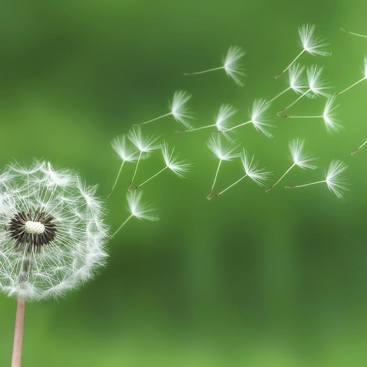 dandelion-2338138