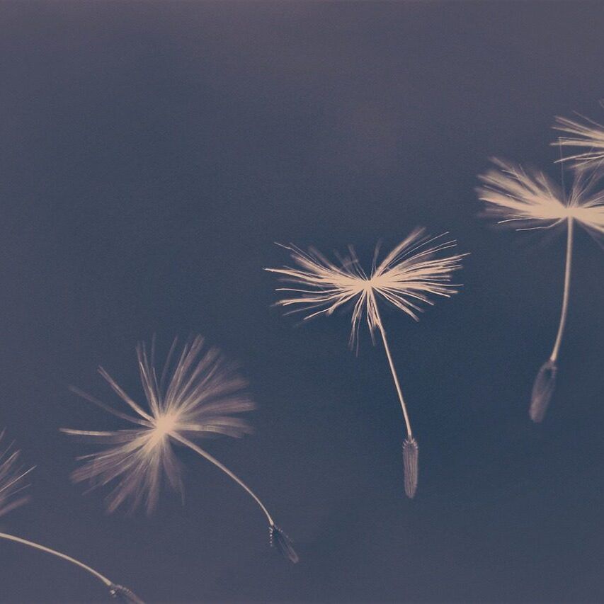 dandelion-4195782_1280